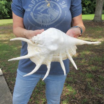 16" Huge Giant Spider Conch