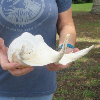 16" Huge Giant Spider Conch
