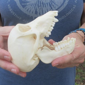 A-Grade 5-1/2" Juvenile Baboon Skull (CITES  P-000044854)