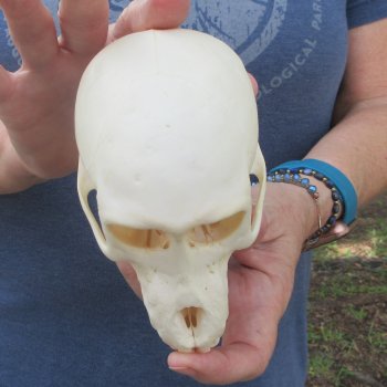 A-Grade 5-1/2" Juvenile Baboon Skull (CITES  P-000044854)