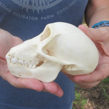 A-Grade 5-1/2" Juvenile Baboon Skull (CITES  P-000044854)