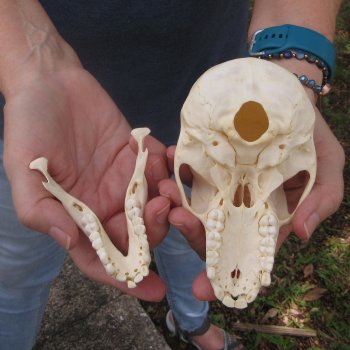 A-Grade 5-1/2" Juvenile Baboon Skull (CITES  P-000044854)