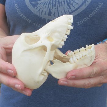 A-Grade 5-1/2" Juvenile Baboon Skull (CITES  P-000044854)