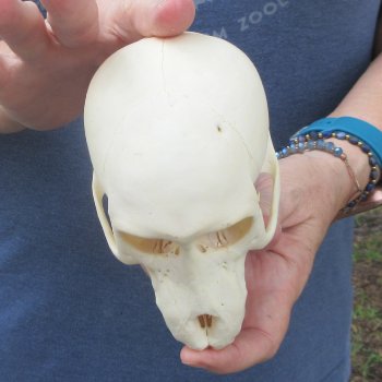 A-Grade 5-1/2" Juvenile Baboon Skull (CITES  P-000044854)