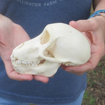 A-Grade 5-1/2" Juvenile Baboon Skull (CITES  P-000044854)