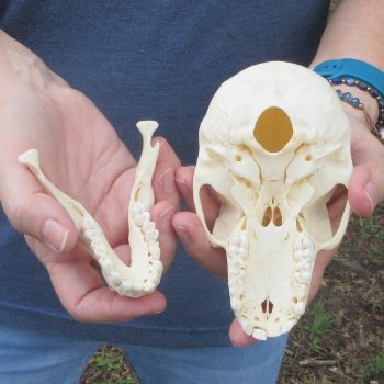 A-Grade 5-1/2" Juvenile Baboon Skull (CITES  P-000044854)