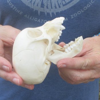 A-Grade 4-1/2" Juvenile Baboon Skull (CITES  P-000044854)