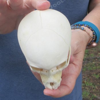 A-Grade 4-1/2" Juvenile Baboon Skull (CITES  P-000044854)