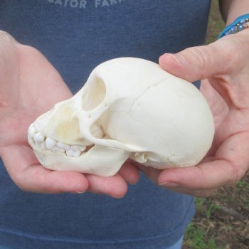 A-Grade 4-1/2" Juvenile Baboon Skull (CITES  P-000044854)