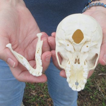 A-Grade 4-1/2" Juvenile Baboon Skull (CITES  P-000044854)
