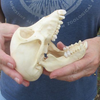 A-Grade 5-1/2" Juvenile Baboon Skull (CITES  P-000044854)