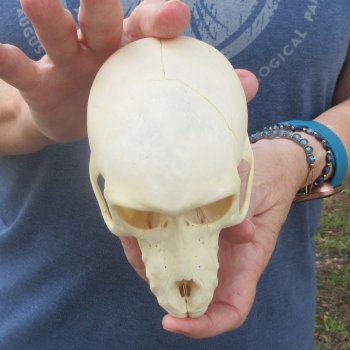 A-Grade 5-1/2" Juvenile Baboon Skull (CITES  P-000044854)