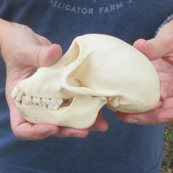 A-Grade 5-1/2" Juvenile Baboon Skull (CITES  P-000044854)