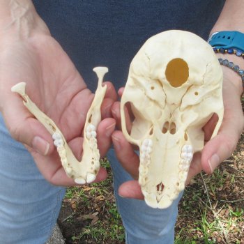 A-Grade 5-1/2" Juvenile Baboon Skull (CITES  P-000044854)