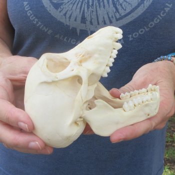 A-Grade 5-1/4" Juvenile Baboon Skull (CITES  P-000044854)