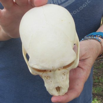 A-Grade 5-1/4" Juvenile Baboon Skull (CITES  P-000044854)