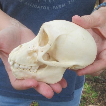 A-Grade 5-1/4" Juvenile Baboon Skull (CITES  P-000044854)