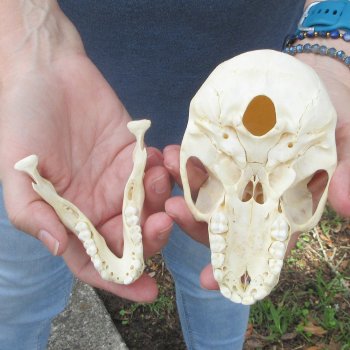A-Grade 5-1/4" Juvenile Baboon Skull (CITES  P-000044854)
