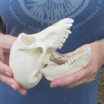 A-Grade 6" Juvenile Baboon Skull (CITES  P-000044854)