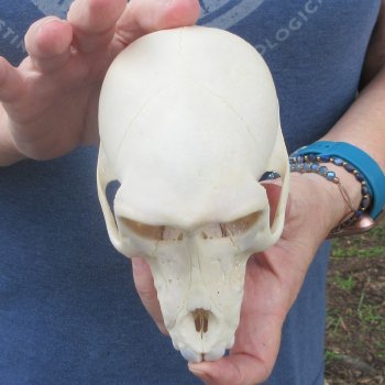 A-Grade 6" Juvenile Baboon Skull (CITES  P-000044854)