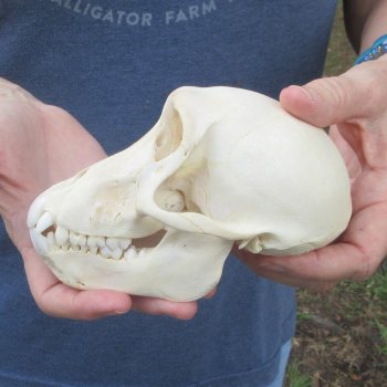 A-Grade 6" Juvenile Baboon Skull (CITES  P-000044854)