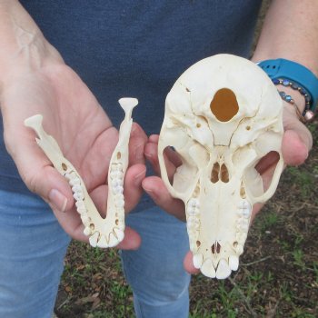A-Grade 6" Juvenile Baboon Skull (CITES  P-000044854)
