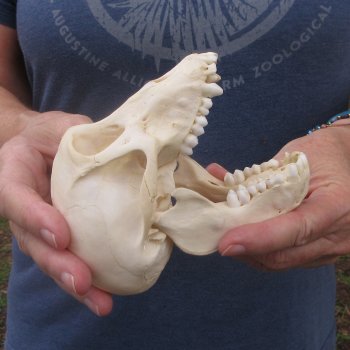 A-Grade 5-1/4" Juvenile Baboon Skull (CITES  P-000044854)