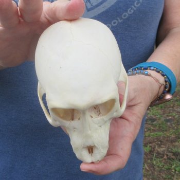 A-Grade 5-1/4" Juvenile Baboon Skull (CITES  P-000044854)