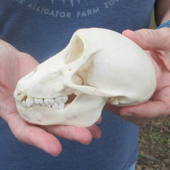 A-Grade 5-1/4" Juvenile Baboon Skull (CITES  P-000044854)
