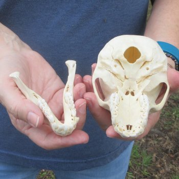 A-Grade 5-1/4" Juvenile Baboon Skull (CITES  P-000044854)