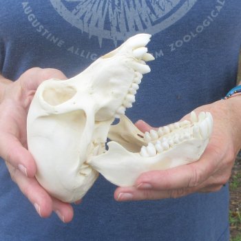 A-Grade 6" Juvenile Baboon Skull (CITES  P-000044854)