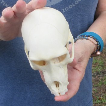 A-Grade 6" Juvenile Baboon Skull (CITES  P-000044854)