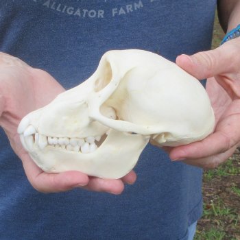 A-Grade 6" Juvenile Baboon Skull (CITES  P-000044854)