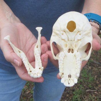 A-Grade 6" Juvenile Baboon Skull (CITES  P-000044854)