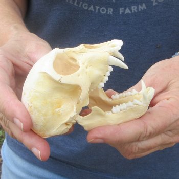 B-Grade 4" Male African Vervet Monkey Skull (CITES P-000044854)