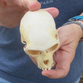 B-Grade 4" Male African Vervet Monkey Skull (CITES P-000044854)
