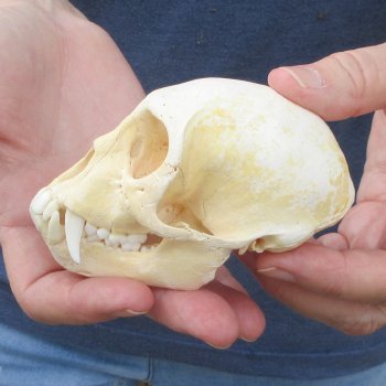 B-Grade 4" Male African Vervet Monkey Skull (CITES P-000044854)