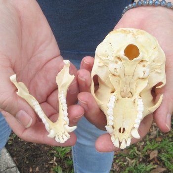 B-Grade 4" Male African Vervet Monkey Skull (CITES P-000044854)