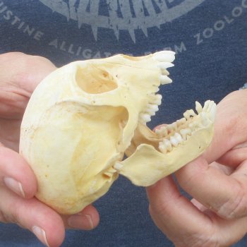 B-Grade 3-3/4" Juvenile African Vervet Monkey Skull (CITES P-000044854)