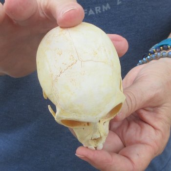 B-Grade 3-3/4" Juvenile African Vervet Monkey Skull (CITES P-000044854)