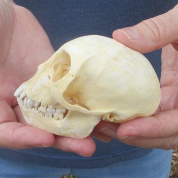 B-Grade 3-3/4" Juvenile African Vervet Monkey Skull (CITES P-000044854)