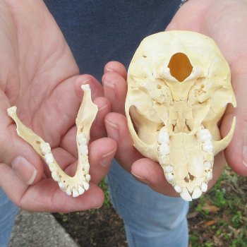 B-Grade 3-3/4" Juvenile African Vervet Monkey Skull (CITES P-000044854)
