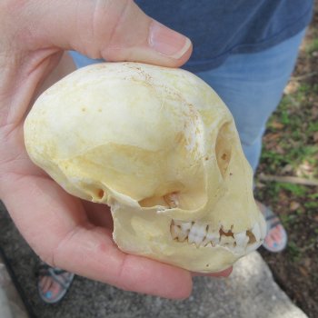 B-Grade 3-3/4" Juvenile African Vervet Monkey Skull (CITES P-000044854)
