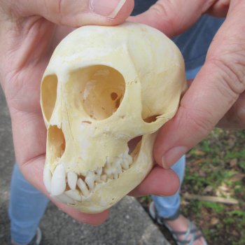 B-Grade 3-3/4" Juvenile African Vervet Monkey Skull (CITES P-000044854)