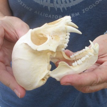 B-Grade 4-1/4" Male African Vervet Monkey Skull (CITES P-000044854)