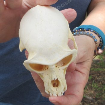 B-Grade 4-1/4" Male African Vervet Monkey Skull (CITES P-000044854)