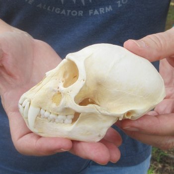 B-Grade 4-1/4" Male African Vervet Monkey Skull (CITES P-000044854)