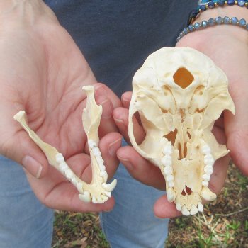 B-Grade 4-1/4" Male African Vervet Monkey Skull (CITES P-000044854)