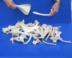 4lb Assorted Bones