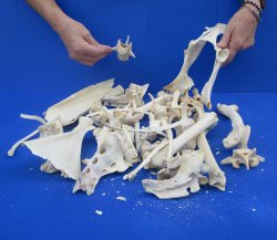 4lb Assorted Bones